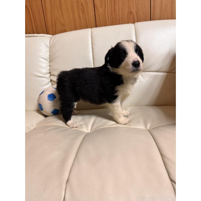 販売中の静岡県のボーダーコリー-425134の3枚目