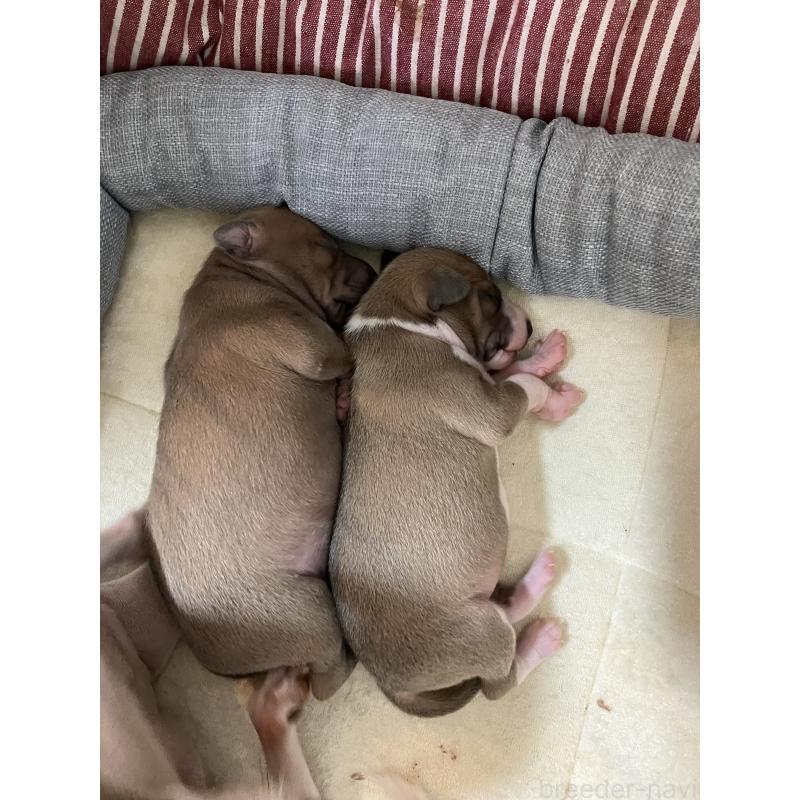 販売中の滋賀県のイタリアングレーハウンド(イタグレ)-425135の7枚目