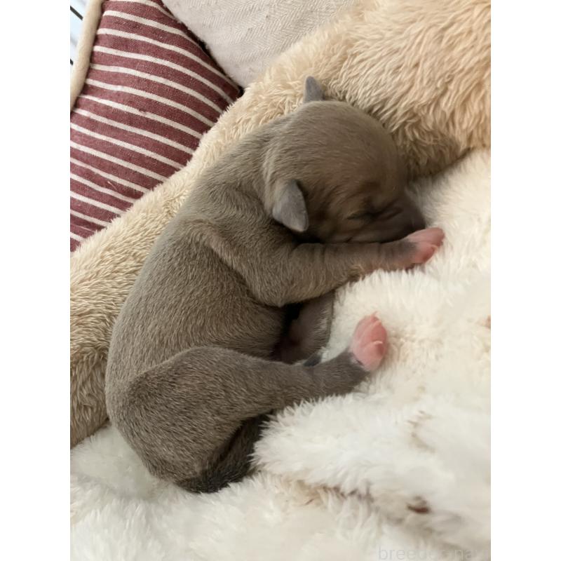 販売中の滋賀県のイタリアングレーハウンド(イタグレ)-425135の4枚目