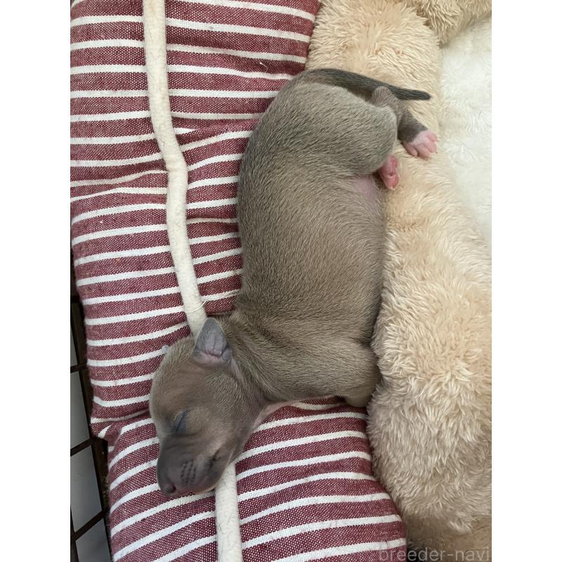 販売中の滋賀県のイタリアングレーハウンド(イタグレ)-425135の3枚目