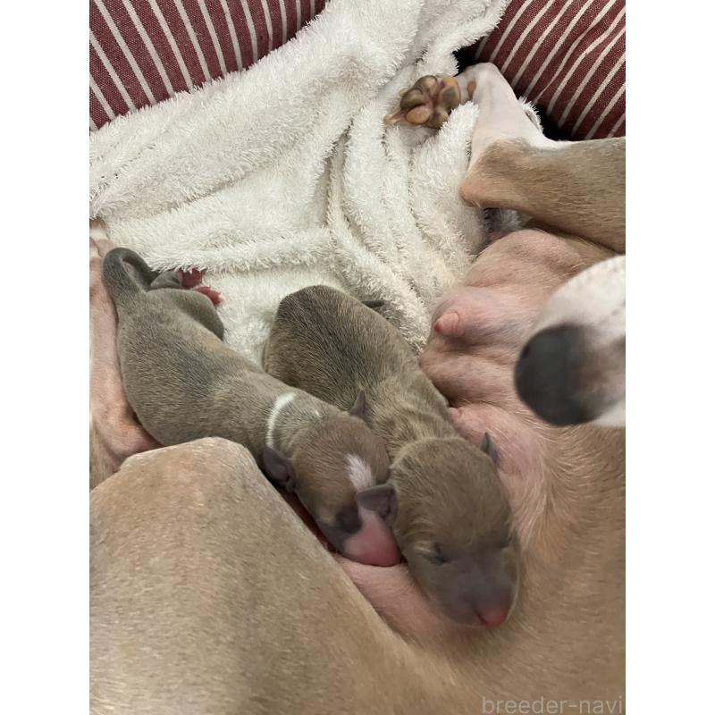 販売中の滋賀県のイタリアングレーハウンド(イタグレ)-425135の2枚目