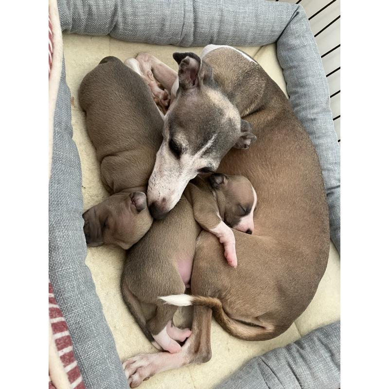 販売中の滋賀県のイタリアングレーハウンド(イタグレ)-425136の9枚目