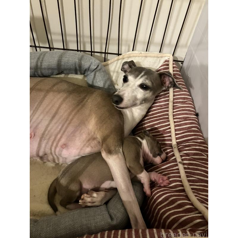 販売中の滋賀県のイタリアングレーハウンド(イタグレ)-425136の8枚目