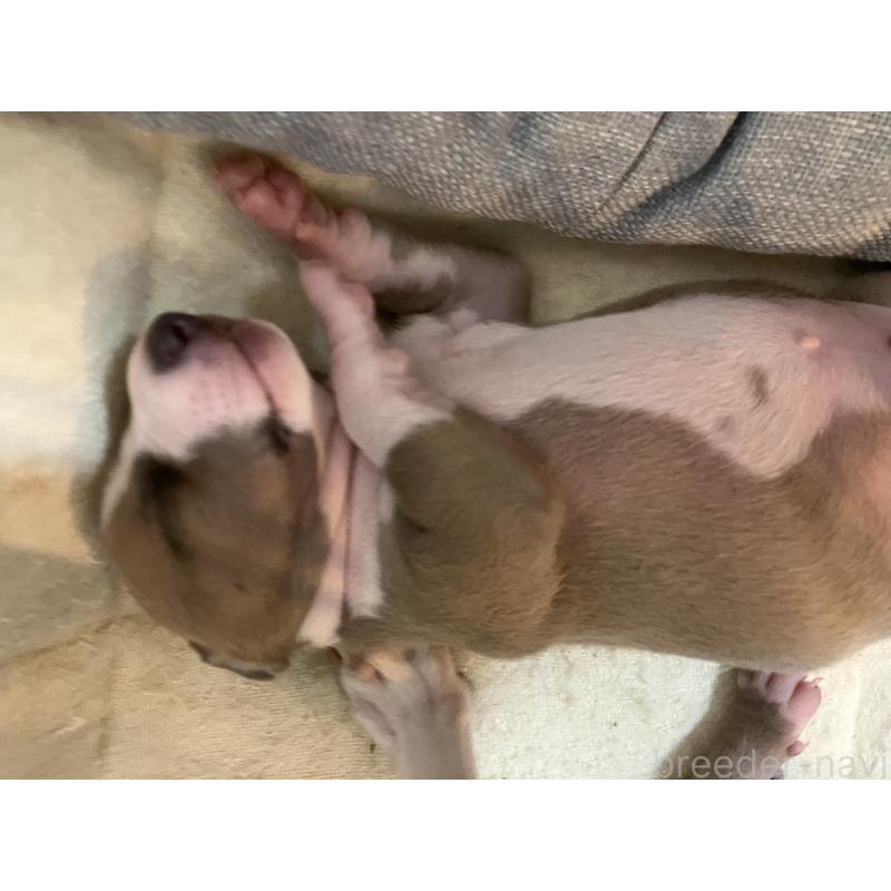 販売中の滋賀県のイタリアングレーハウンド(イタグレ)-425136の7枚目