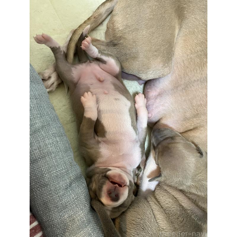 販売中の滋賀県のイタリアングレーハウンド(イタグレ)-425136の6枚目