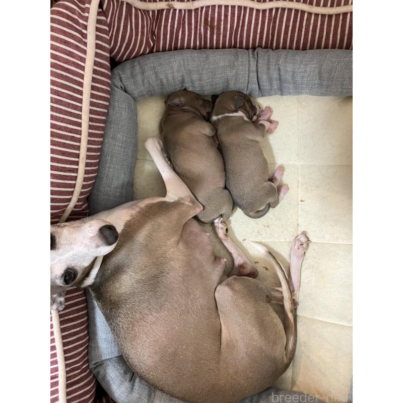 販売中の滋賀県のイタリアングレーハウンド(イタグレ)-425136の5枚目