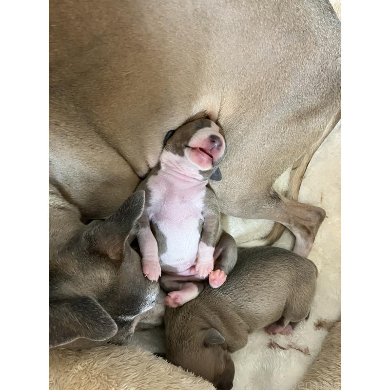 販売中の滋賀県のイタリアングレーハウンド(イタグレ)-425136の4枚目