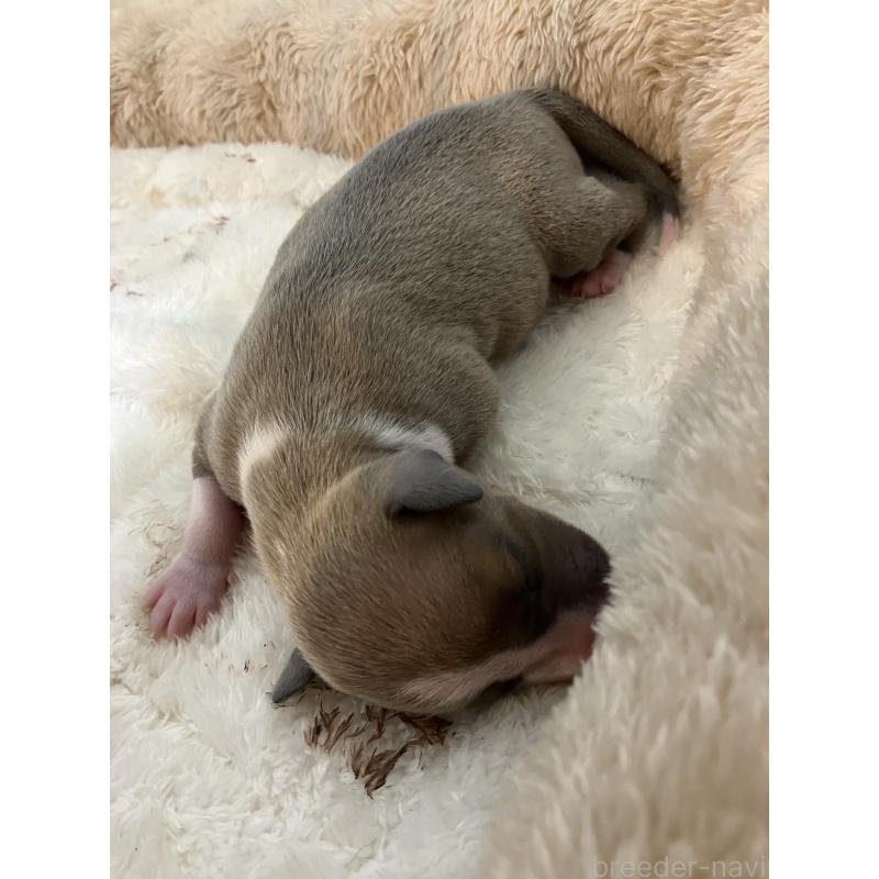 販売中の滋賀県のイタリアングレーハウンド(イタグレ)-425136の3枚目