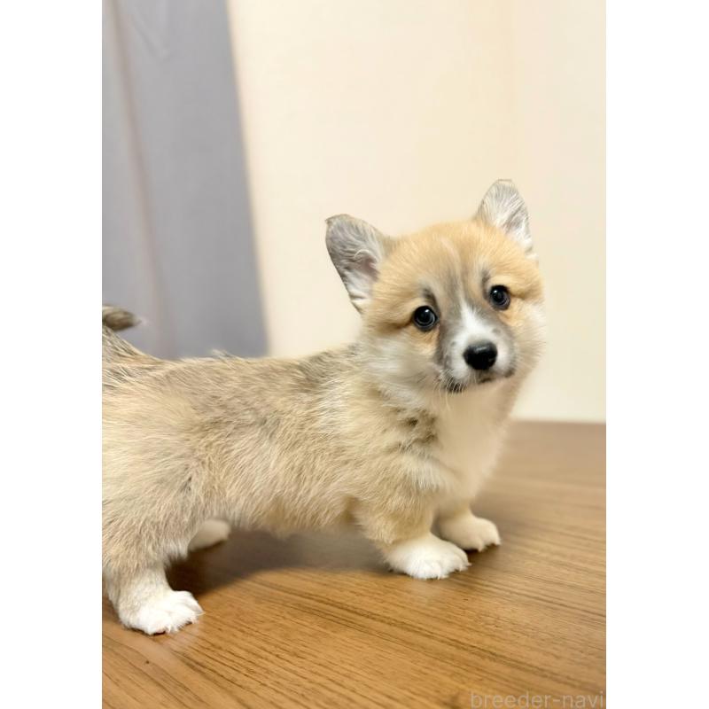 販売中の千葉県のウェルシュコーギーペンブローク-417559の6枚目