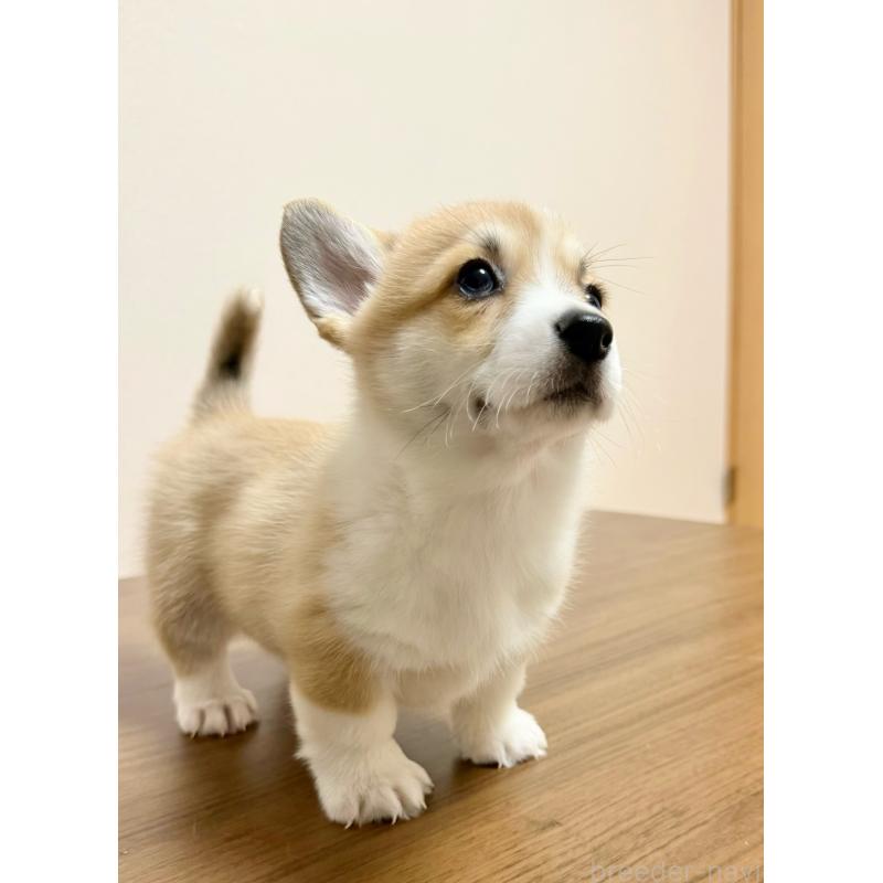 商談中の千葉県のウェルシュコーギーペンブローク-417429の3枚目