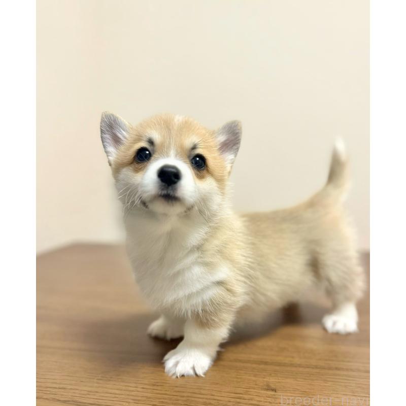 商談中の千葉県のウェルシュコーギーペンブローク-417637の4枚目