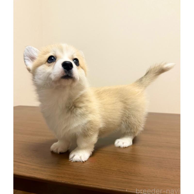 商談中の千葉県のウェルシュコーギーペンブローク-417408の3枚目