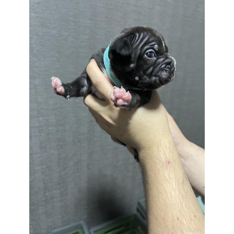 販売中の香川県のアメリカンブリー-423591の11枚目