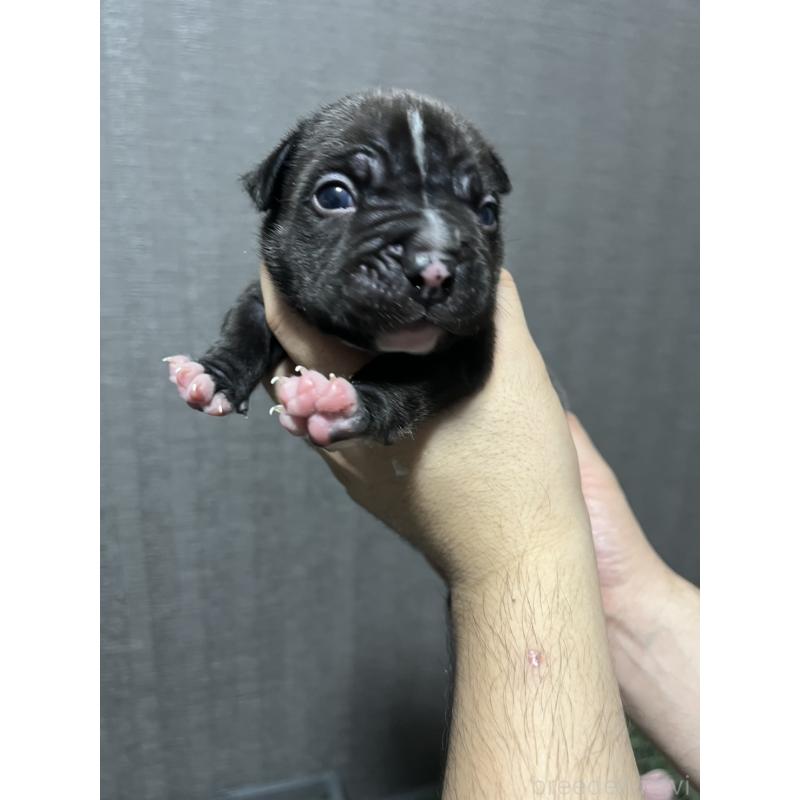 販売中の香川県のアメリカンブリー-423591の10枚目