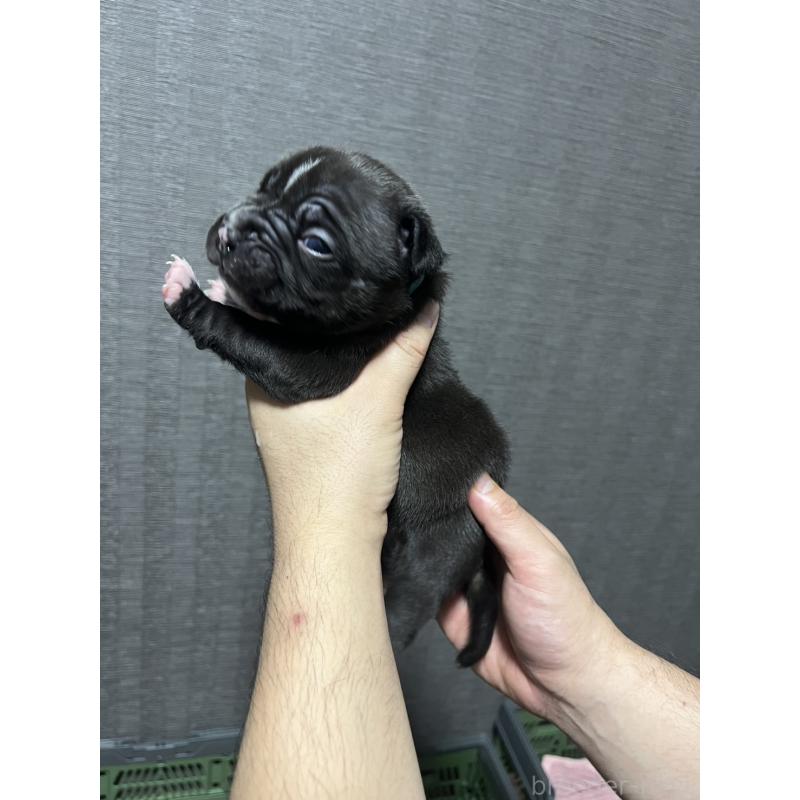 販売中の香川県のアメリカンブリー-423591の9枚目