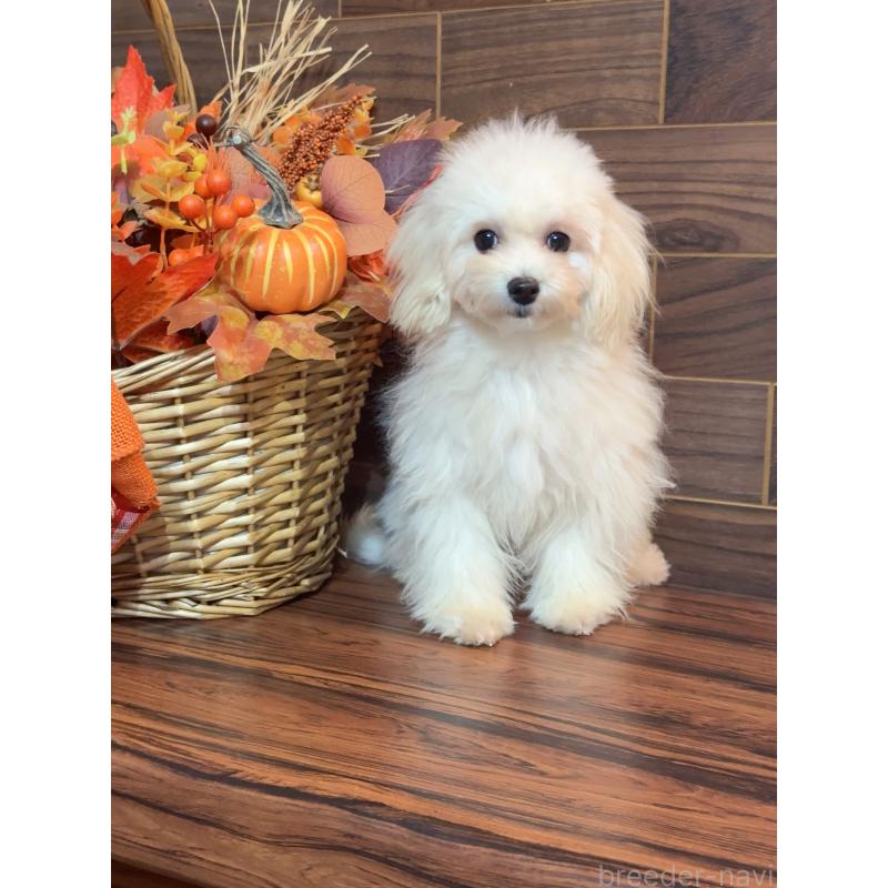 成約済の岐阜県のマルプー:マルチーズ×トイプードル-401115の4枚目