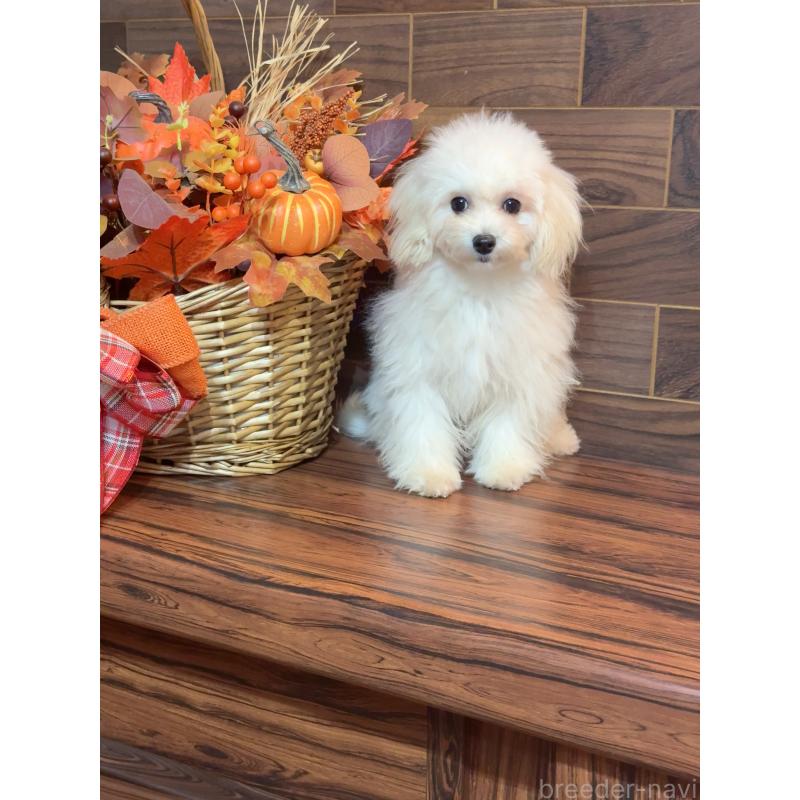 成約済の岐阜県のマルプー:マルチーズ×トイプードル-401115の3枚目