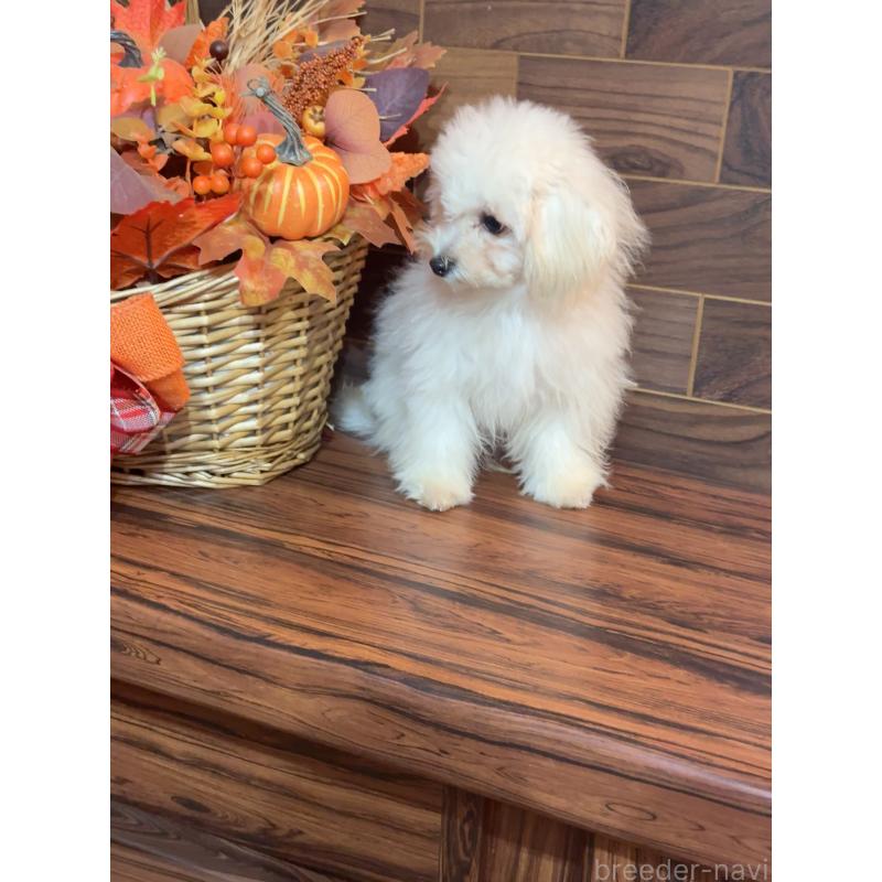 成約済の岐阜県のマルプー:マルチーズ×トイプードル-401115の2枚目