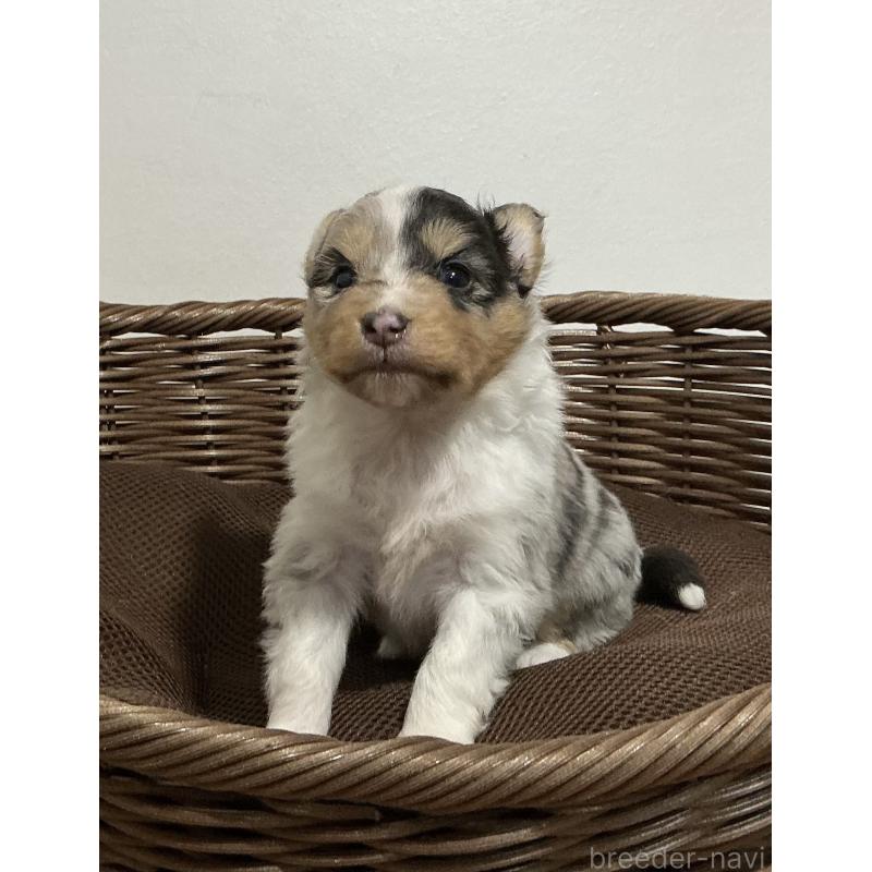 販売中の神奈川県のシェットランドシープドッグ(シェルティ)-424980の8枚目