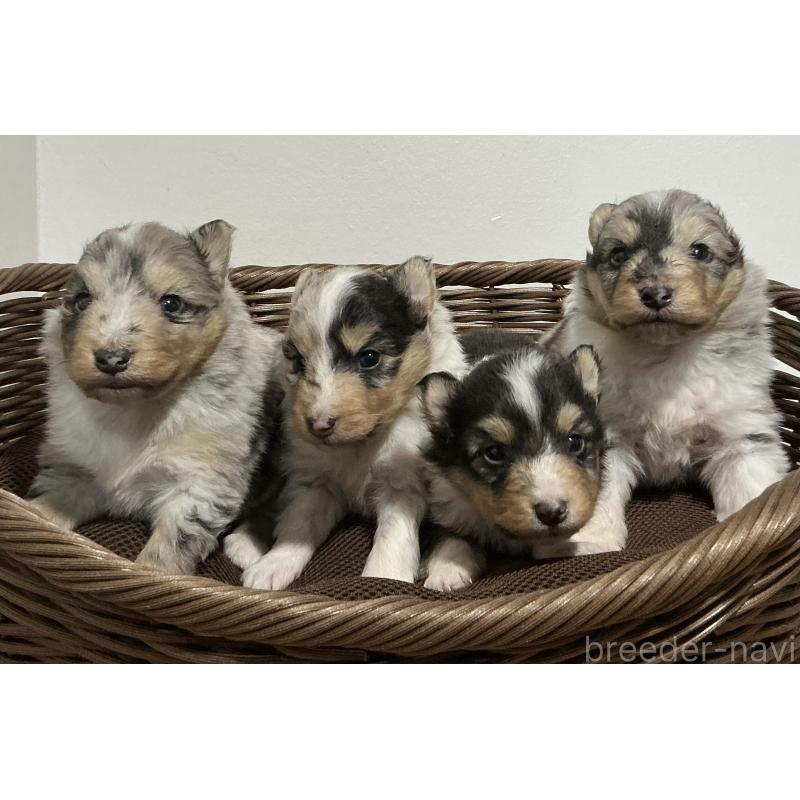 販売中の神奈川県のシェットランドシープドッグ(シェルティ)-424980の7枚目