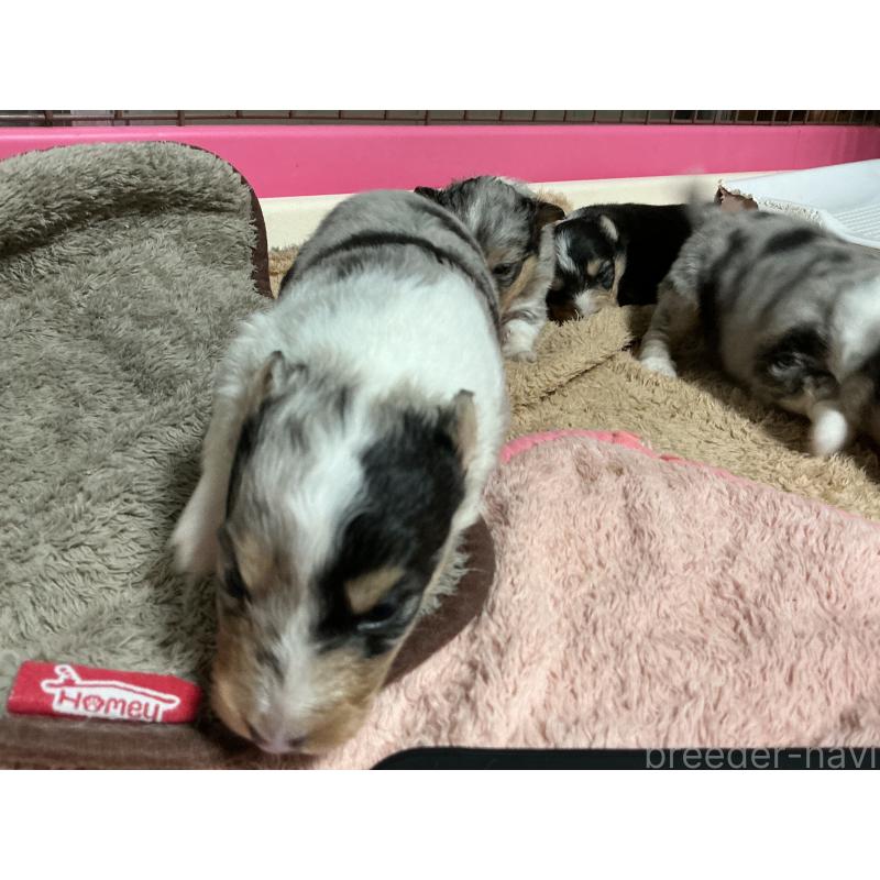 販売中の神奈川県のシェットランドシープドッグ(シェルティ)-424980の4枚目