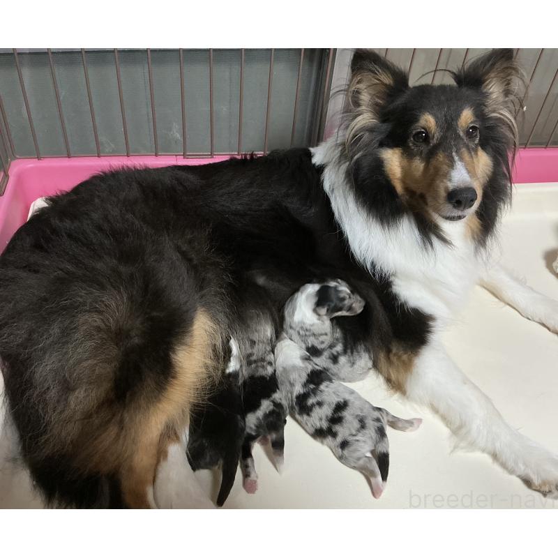 販売中の神奈川県のシェットランドシープドッグ(シェルティ)-424980の2枚目