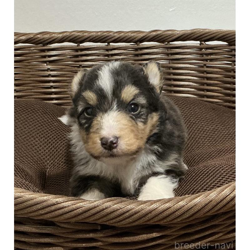 販売中の神奈川県のシェットランドシープドッグ(シェルティ)-424981の8枚目