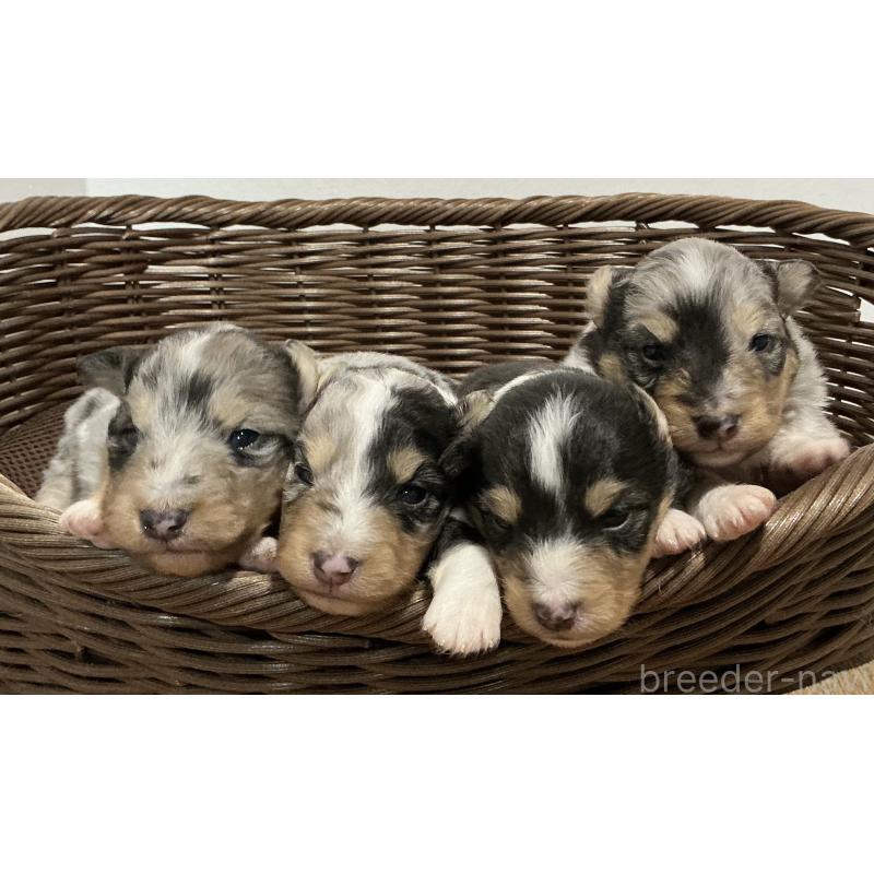 販売中の神奈川県のシェットランドシープドッグ(シェルティ)-424981の6枚目