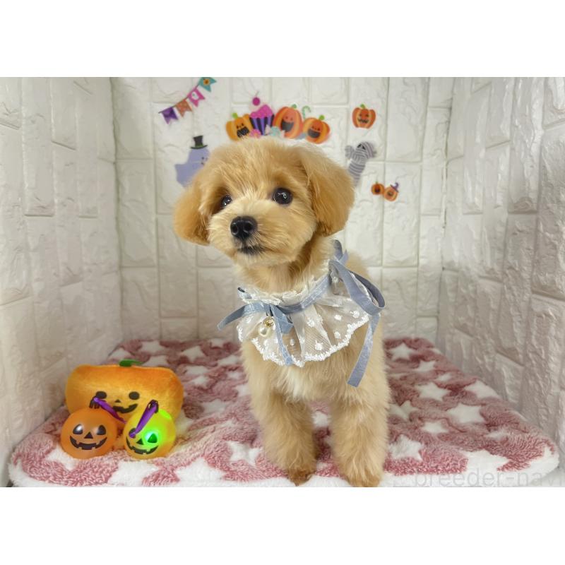 販売中の茨城県のマルプー:マルチーズ×トイプードル-394826の3枚目