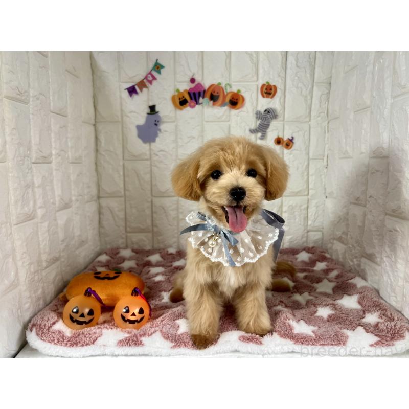 販売中の茨城県のマルプー:マルチーズ×トイプードル-394826の1枚目