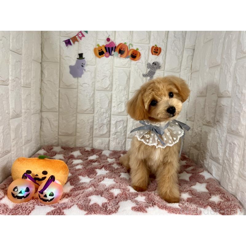 販売中の茨城県のマルプー:マルチーズ×トイプードル-394826の2枚目