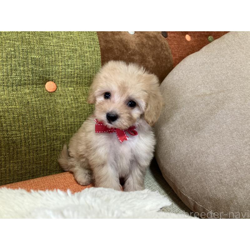 販売中の福岡県のマルプー:マルチーズ×トイプードル-425137の12枚目