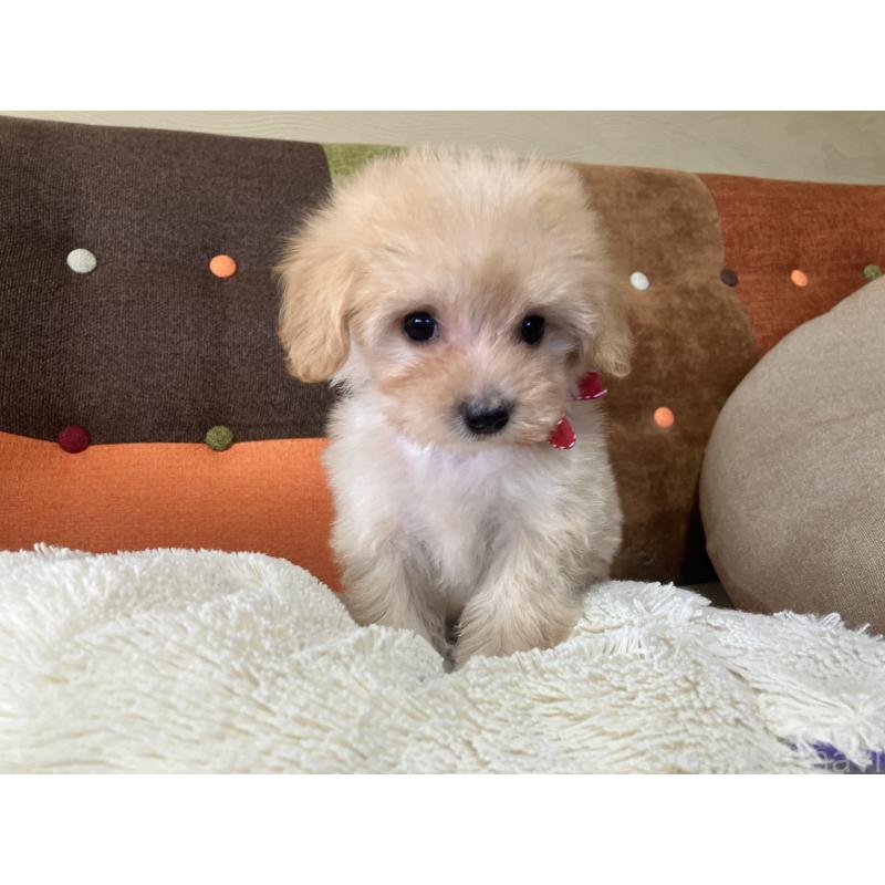 販売中の福岡県のマルプー:マルチーズ×トイプードル-425137の11枚目