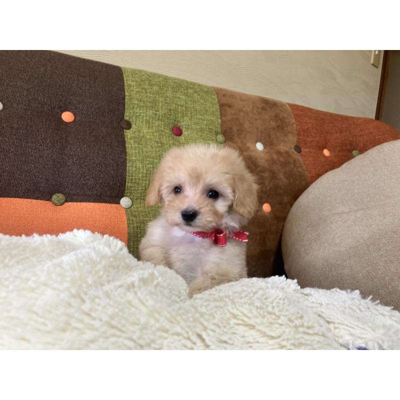 販売中の福岡県のマルプー:マルチーズ×トイプードル-425137の10枚目