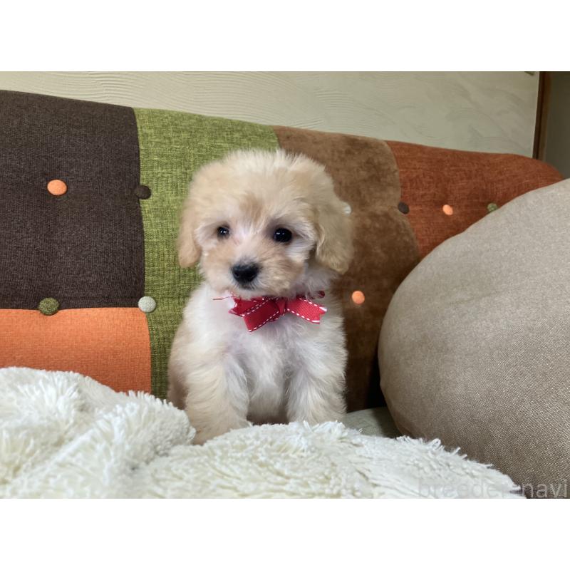 販売中の福岡県のマルプー:マルチーズ×トイプードル-425137の9枚目