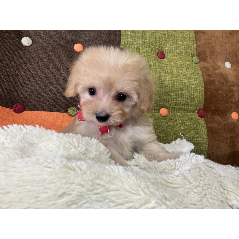 販売中の福岡県のマルプー:マルチーズ×トイプードル-425137の8枚目