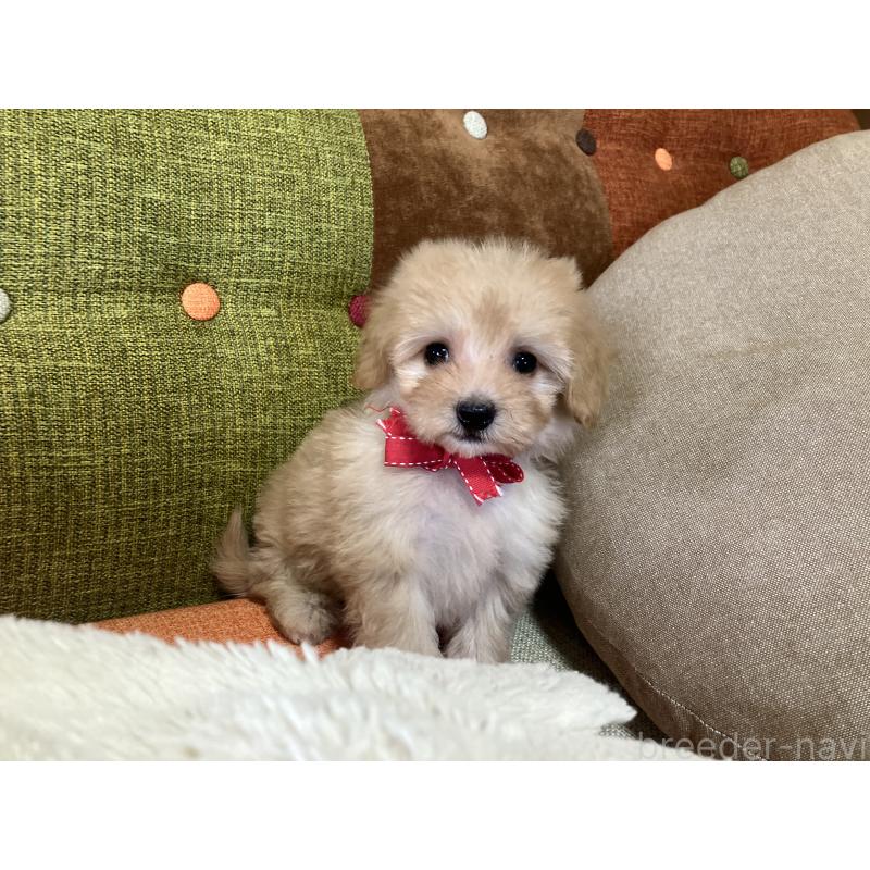 販売中の福岡県のマルプー:マルチーズ×トイプードル-425137の7枚目