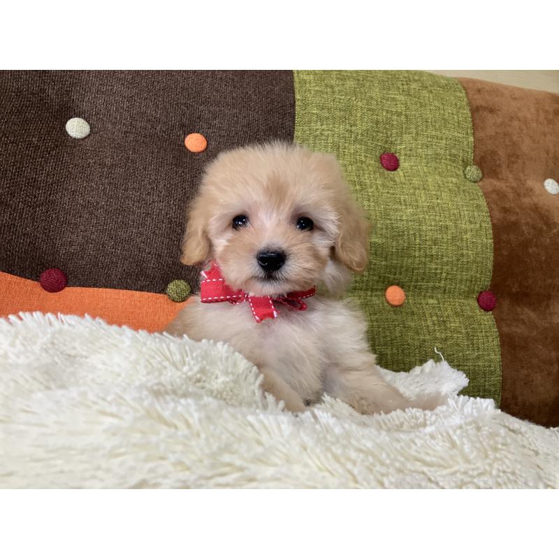 販売中の福岡県のマルプー:マルチーズ×トイプードル-425137の6枚目