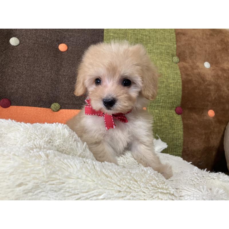 販売中の福岡県のマルプー:マルチーズ×トイプードル-425137の5枚目