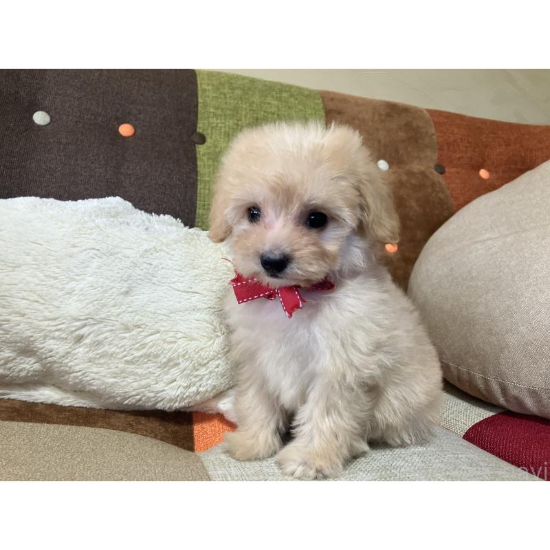 販売中の福岡県のマルプー:マルチーズ×トイプードル-425137の4枚目