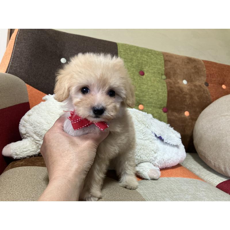 販売中の福岡県のマルプー:マルチーズ×トイプードル-425137の3枚目