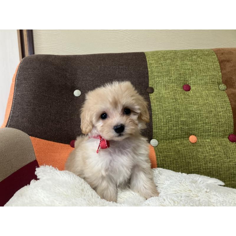 販売中の福岡県のマルプー:マルチーズ×トイプードル-425137