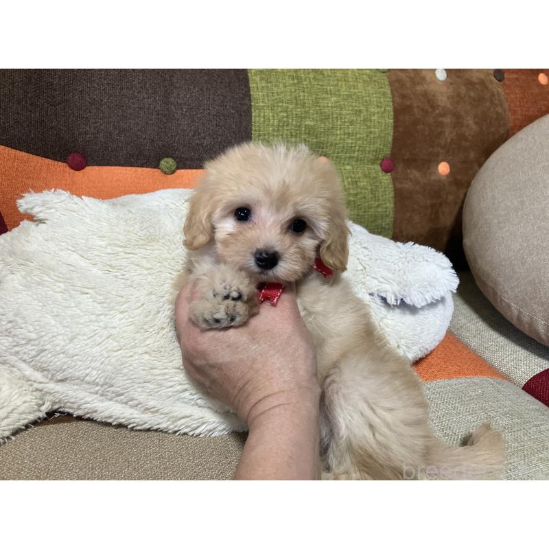 販売中の福岡県のマルプー:マルチーズ×トイプードル-425137の2枚目