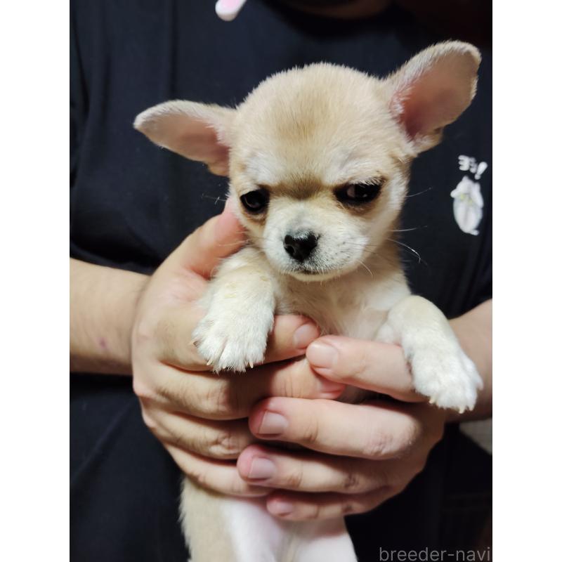 成約済の静岡県のチワワ(スムースコート)-414762の15枚目