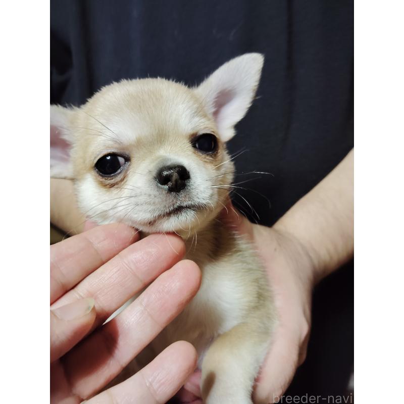 成約済の静岡県のチワワ(スムースコート)-414762の12枚目