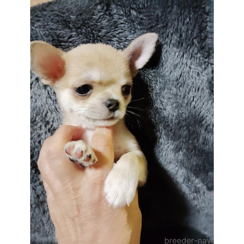 成約済の静岡県のチワワ(スムースコート)-414762の11枚目