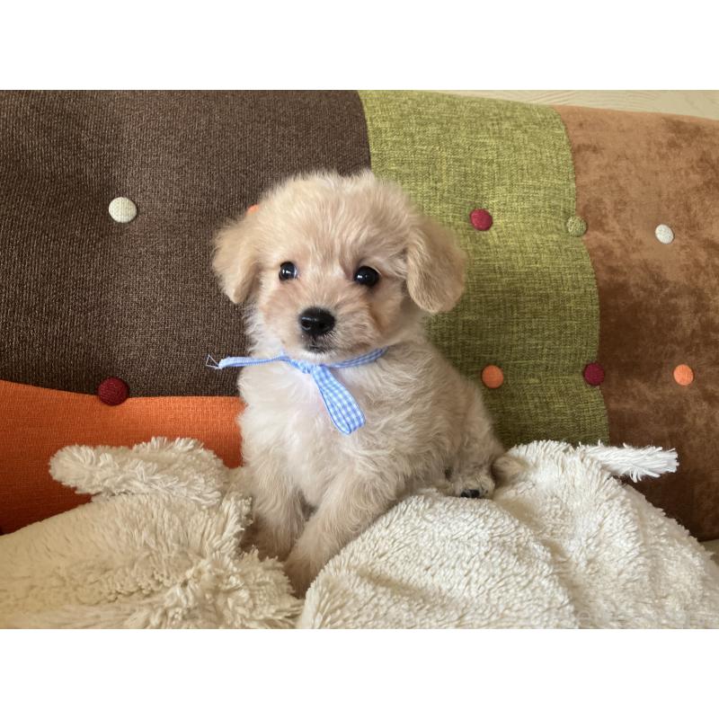 販売中の福岡県のマルプー:マルチーズ×トイプードル-425138の12枚目