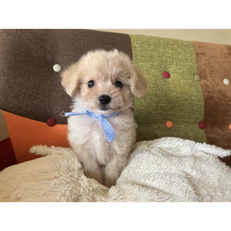 販売中の福岡県のマルプー:マルチーズ×トイプードル-425138の11枚目