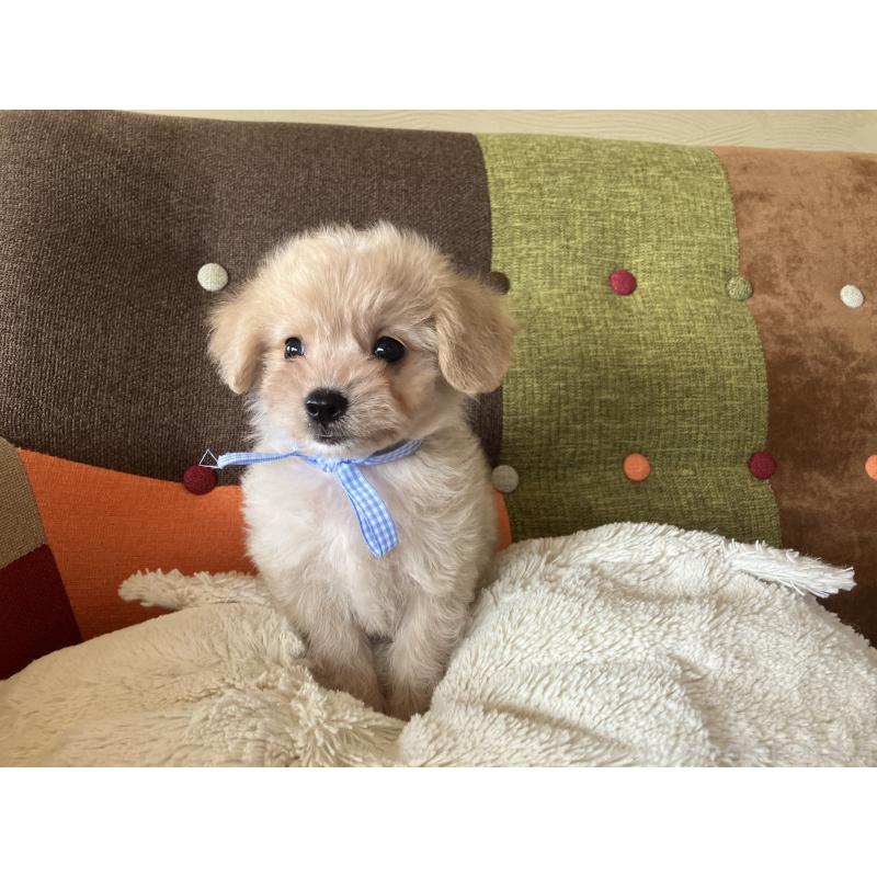 販売中の福岡県のマルプー:マルチーズ×トイプードル-425138の10枚目