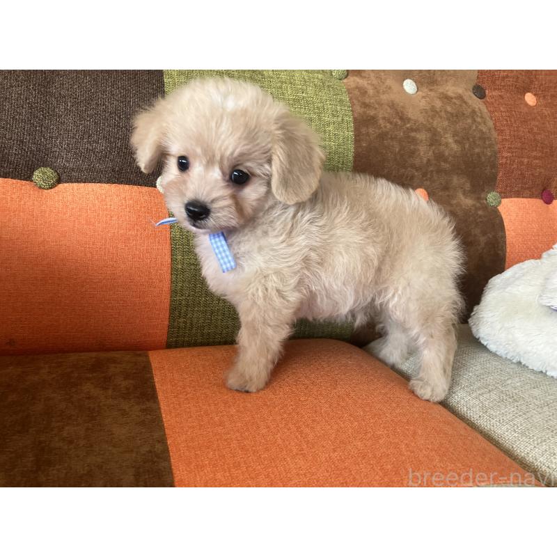 販売中の福岡県のマルプー:マルチーズ×トイプードル-425138の9枚目